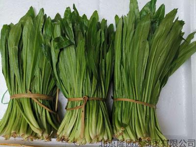 大香菜