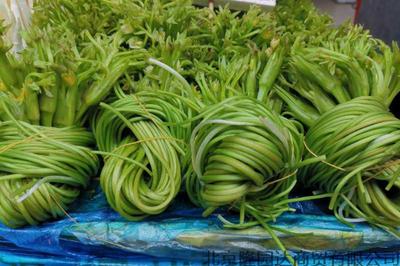 海菜