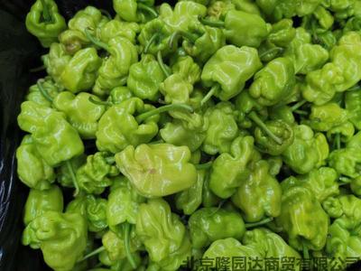 皱皮椒