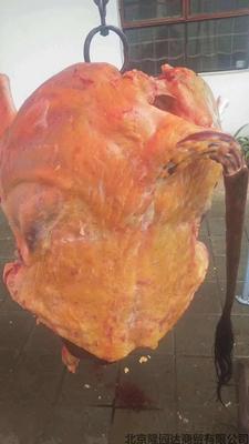 放养无饲料小黄牛