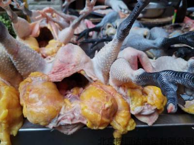 农村散养阉鸡