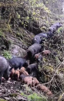 黑毛猪（放养）