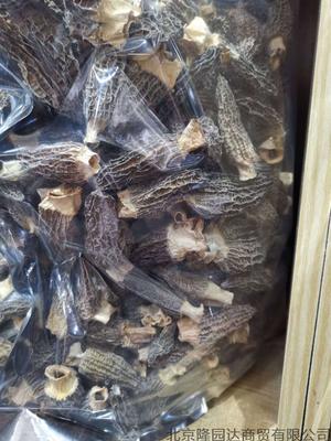 干羊肚菌